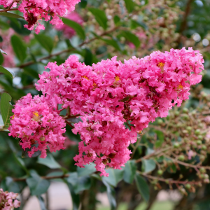 Crape Myrtle